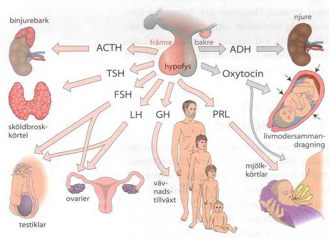 Hormonaxlarna